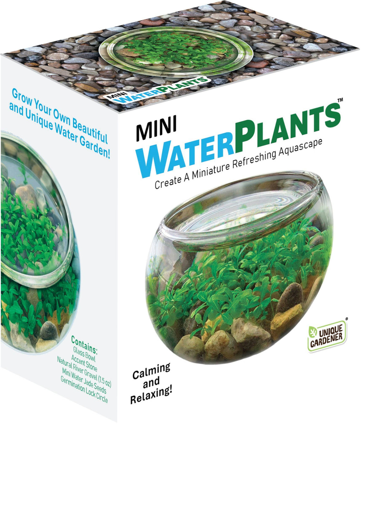 Mini WaterPlants Aquatic Terrarium