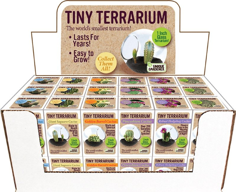 Tiny Terrarium Cactus