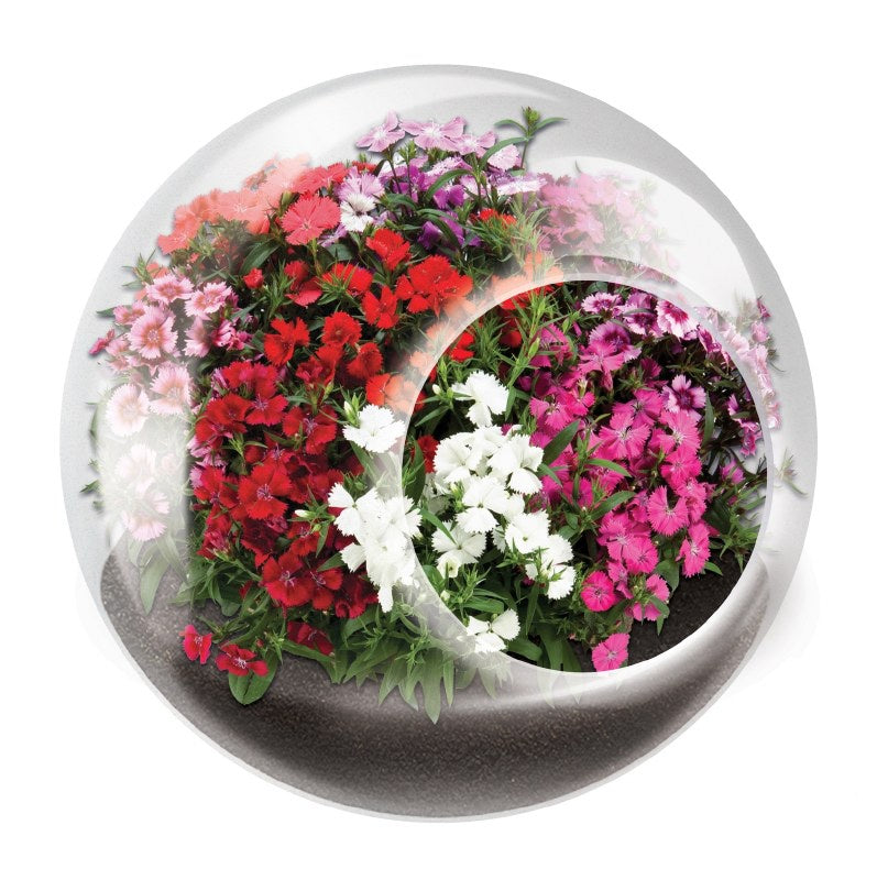 Tiny Terrarium Flowering